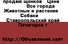 продам щенков › Цена ­ 15 000 - Все города Животные и растения » Собаки   . Ставропольский край,Пятигорск г.